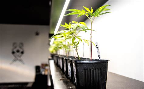 Homegrown Nursery offers the best selection of cannabis clones for sale on the West Coast. . Clones for sale near me